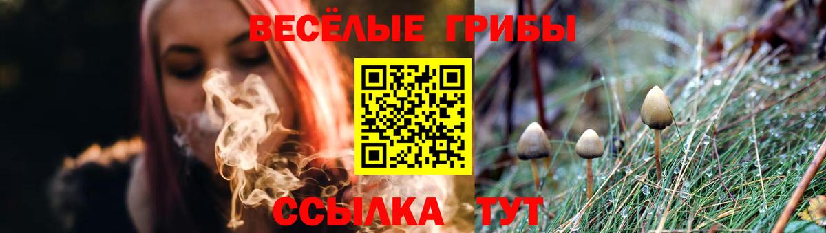 Галлюциногенные грибы Psilocybe Светлоград
